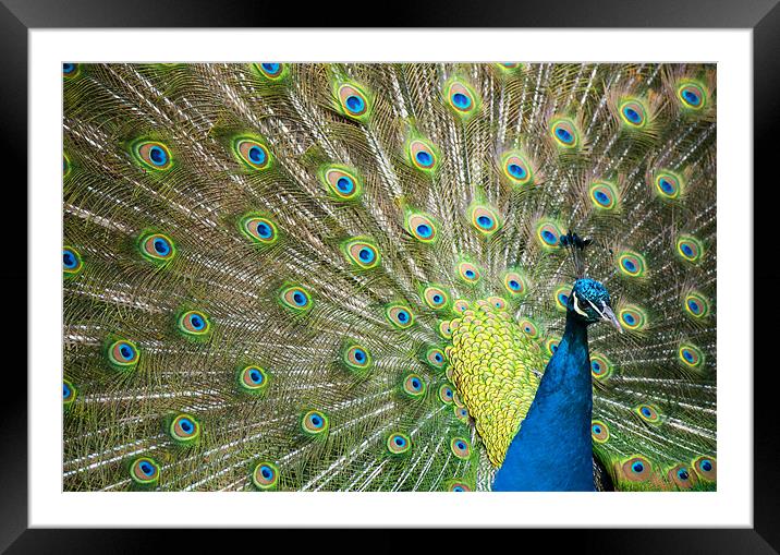 Proud as a Peacock Framed Mounted Print by Tracey Whitefoot