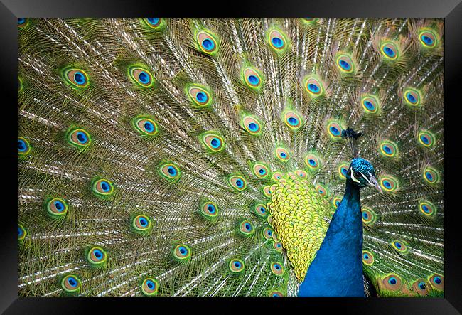 Proud as a Peacock Framed Print by Tracey Whitefoot