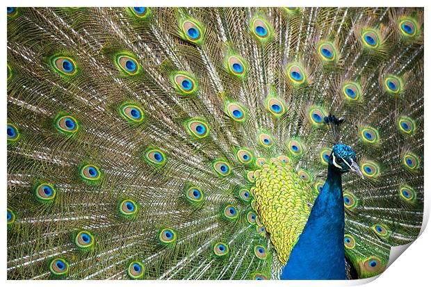 Proud as a Peacock Print by Tracey Whitefoot