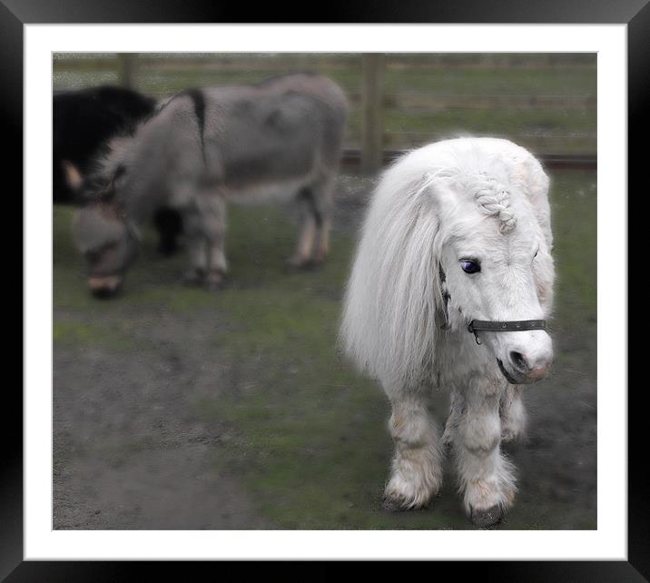 pretty pony Framed Mounted Print by sue davies