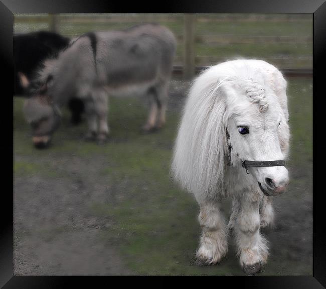 pretty pony Framed Print by sue davies