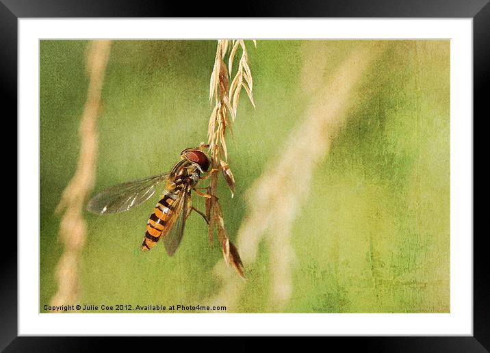 Hover-Grass Framed Mounted Print by Julie Coe