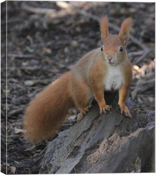 red squirrel dirty face Canvas Print by Martyn Bennett
