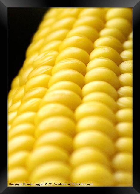 Indiana Corn Framed Print by Brian  Raggatt