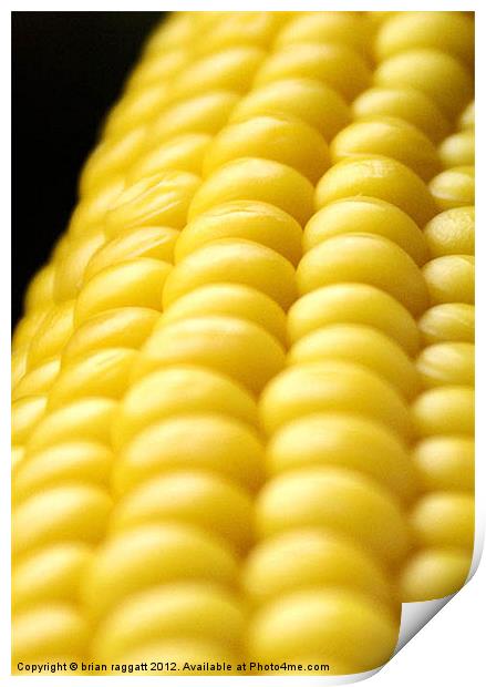 Indiana Corn Print by Brian  Raggatt