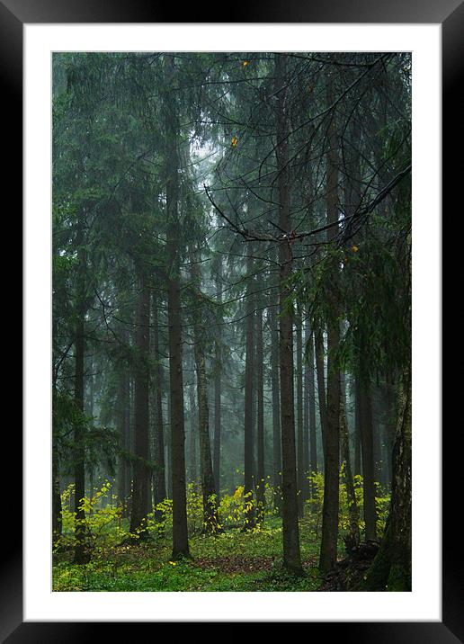 Blue Forest Framed Mounted Print by Armine Nersisyan
