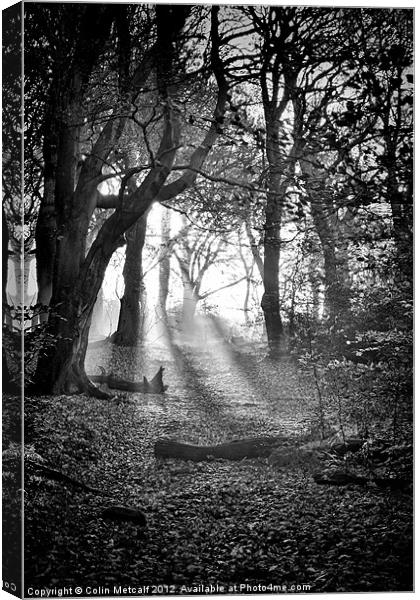 Chevin Forest Park #2 Mono Canvas Print by Colin Metcalf