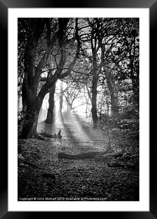 Chevin Forest Park #2 Mono Framed Mounted Print by Colin Metcalf