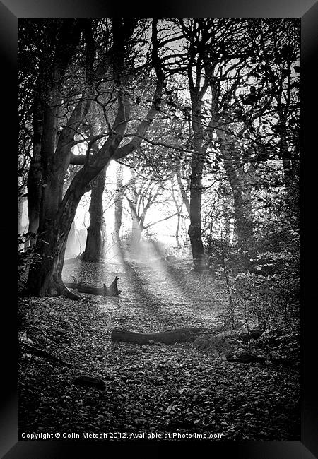 Chevin Forest Park #2 Mono Framed Print by Colin Metcalf