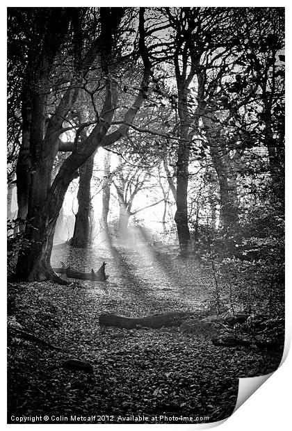 Chevin Forest Park #2 Mono Print by Colin Metcalf
