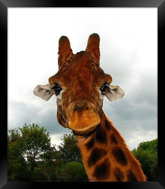 Giraffe. Giraffa Camelopardalis. Framed Print by paulette hurley
