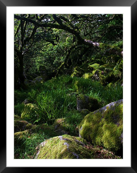 Mystical Woodland Framed Mounted Print by Judy Andrews