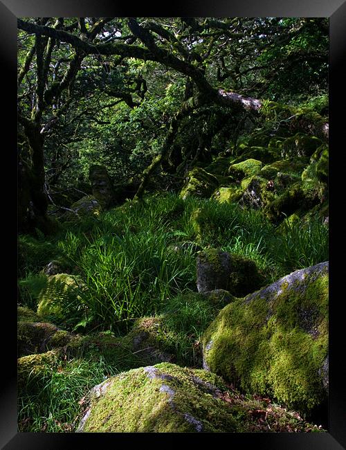 Mystical Woodland Framed Print by Judy Andrews