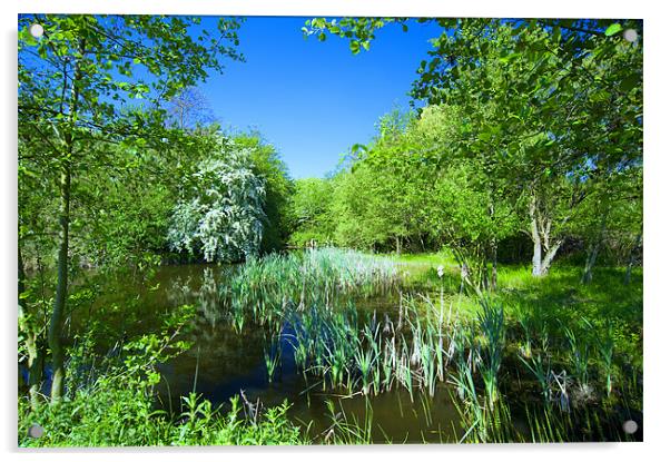 Fermyn Woods Pond Acrylic by Paul Fisher
