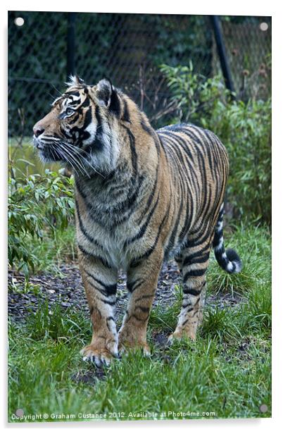 Sumatran Tiger Acrylic by Graham Custance