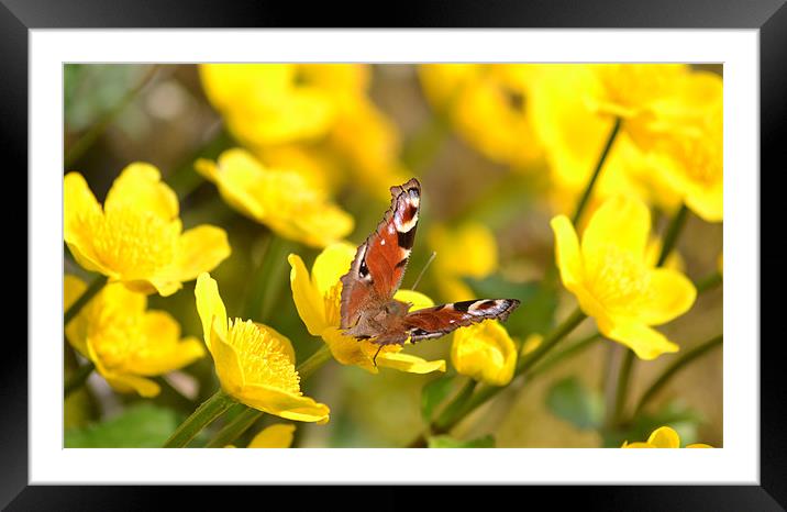 Buttercup Bye Framed Mounted Print by Shaun Cope