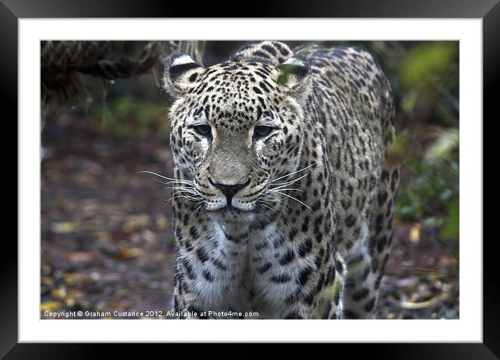 Leopard Framed Mounted Print by Graham Custance