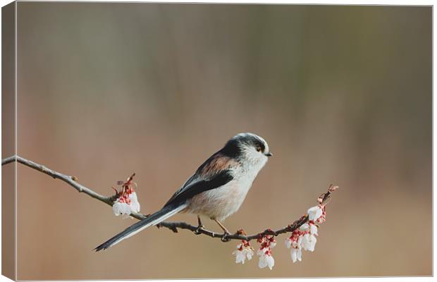 Longtail Tit and Blossom Canvas Print by Mick Vogel