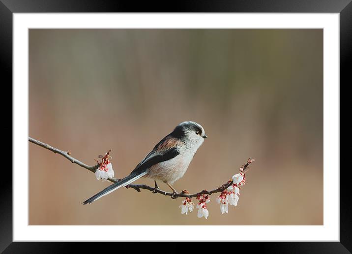 Longtail Tit and Blossom Framed Mounted Print by Mick Vogel