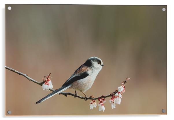 Longtail Tit and Blossom Acrylic by Mick Vogel