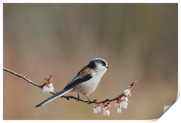 Longtail Tit and Blossom Print by Mick Vogel