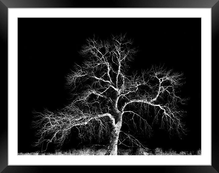 winter tree Framed Mounted Print by Heather Newton