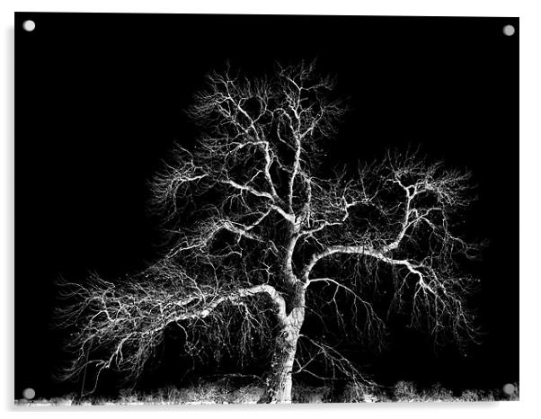 winter tree Acrylic by Heather Newton