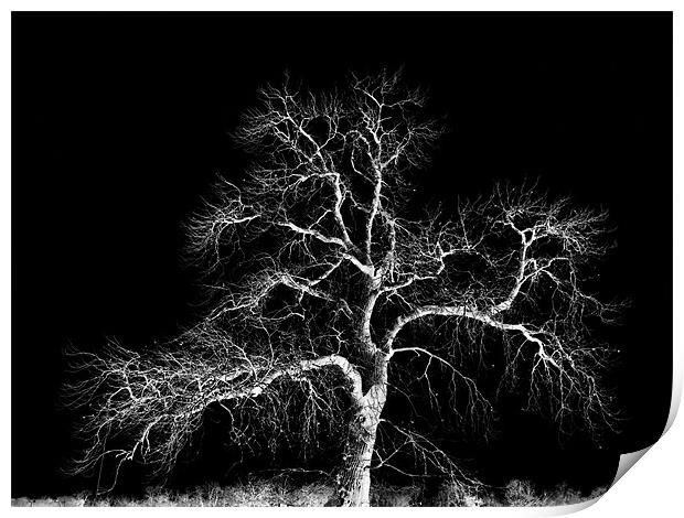 winter tree Print by Heather Newton