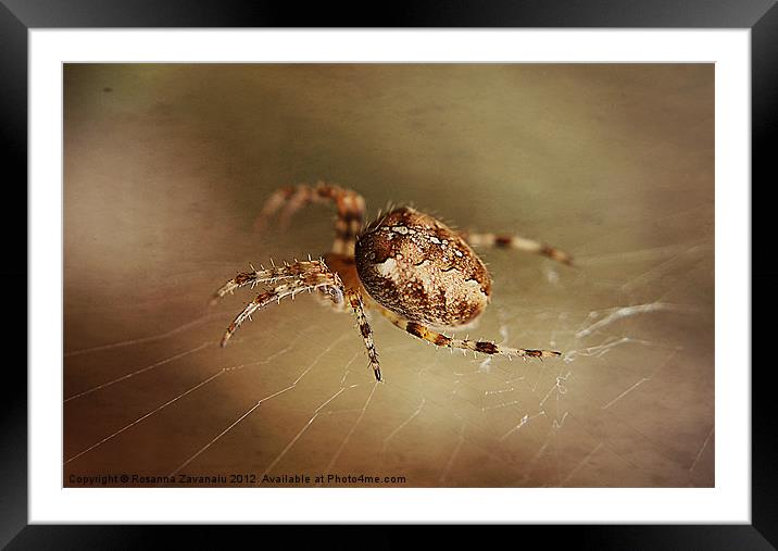 Spider In Macro Framed Mounted Print by Rosanna Zavanaiu