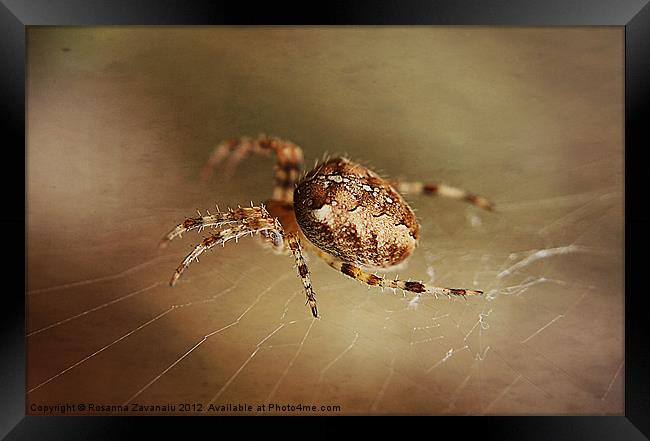 Spider In Macro Framed Print by Rosanna Zavanaiu