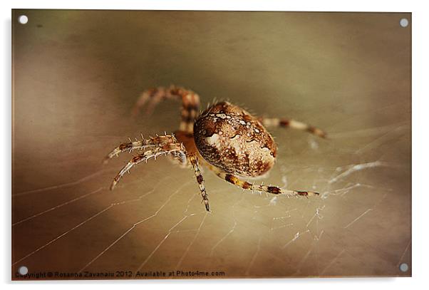 Spider In Macro Acrylic by Rosanna Zavanaiu