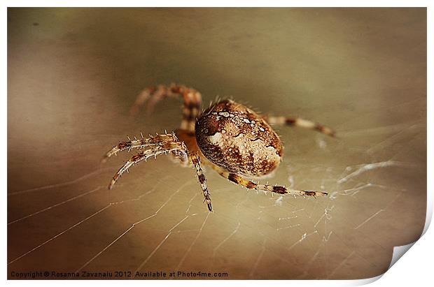 Spider In Macro Print by Rosanna Zavanaiu