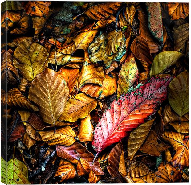 beautiful wet autumn leaves Canvas Print by meirion matthias