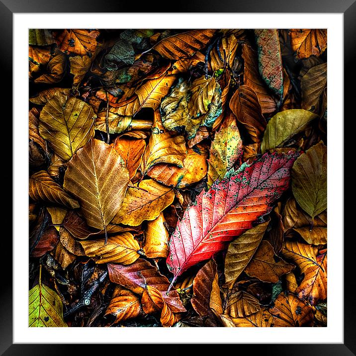 beautiful wet autumn leaves Framed Mounted Print by meirion matthias