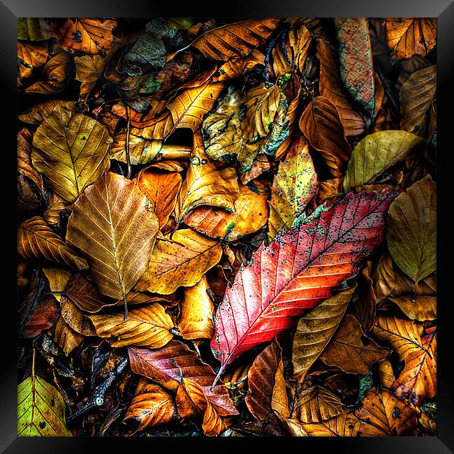 beautiful wet autumn leaves Framed Print by meirion matthias
