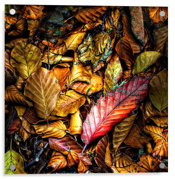 beautiful wet autumn leaves Acrylic by meirion matthias
