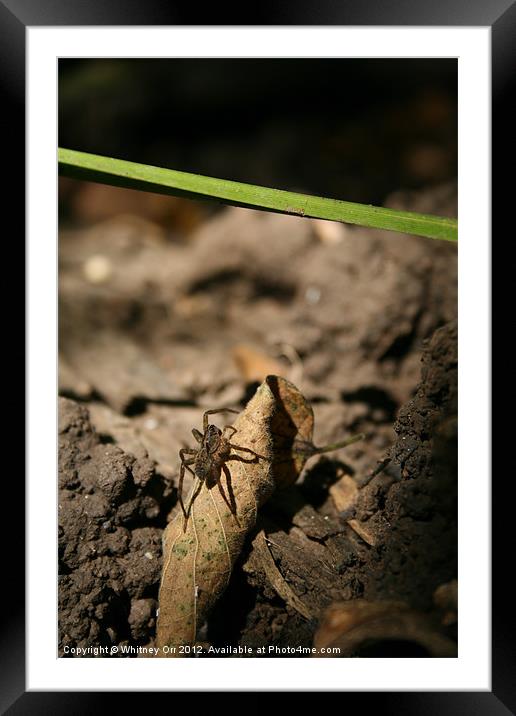 Leaf Mountain Framed Mounted Print by Whitney Orr