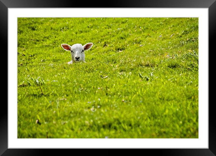 Lamb in a hollow Framed Mounted Print by meirion matthias