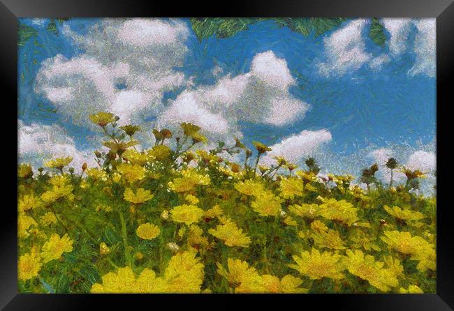 Tansy Blooms Framed Print by Michael Goyberg
