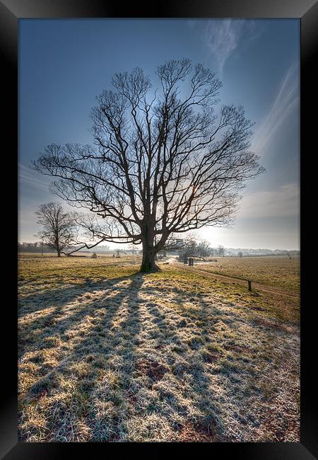 Frosty Start - lone tree Framed Print by Simon Wrigglesworth