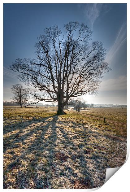 Frosty Start - lone tree Print by Simon Wrigglesworth