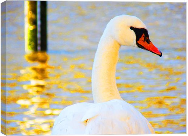 Swan Canvas Print by Noreen Linale