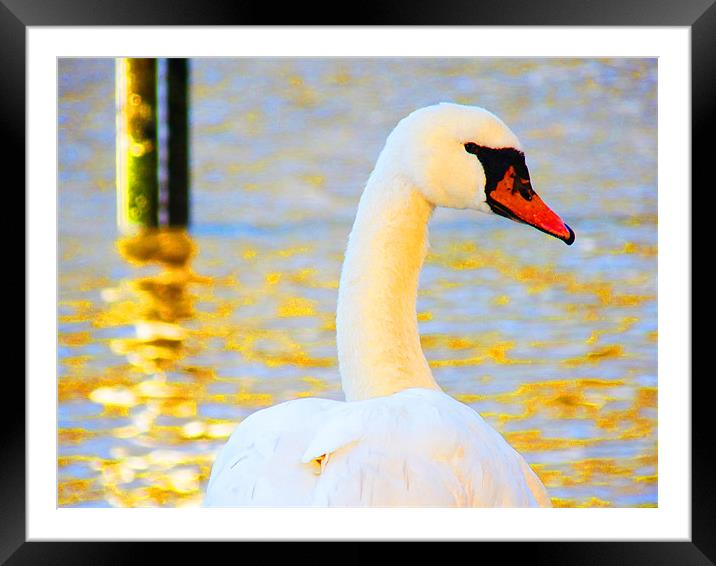 Swan Framed Mounted Print by Noreen Linale