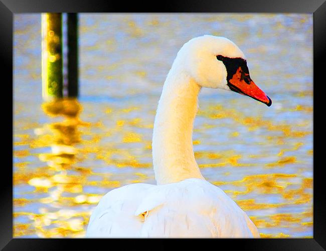 Swan Framed Print by Noreen Linale