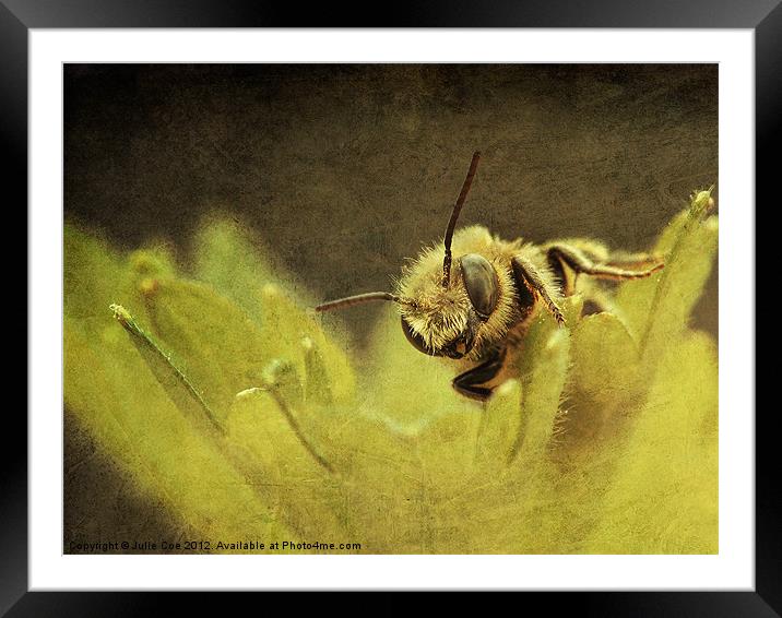 Staring. Framed Mounted Print by Julie Coe