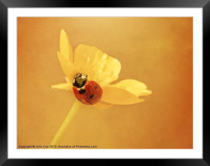 Buttercup Lady Framed Mounted Print by Julie Coe