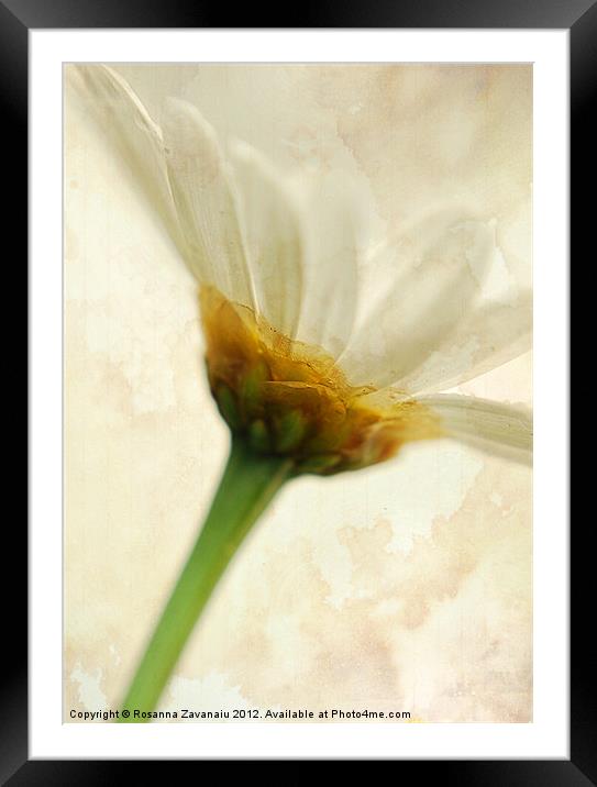 Delicately Margarite. Framed Mounted Print by Rosanna Zavanaiu