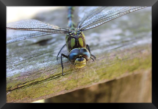 dragonfly happy face Framed Print by DANIEL STOKES