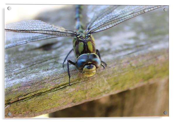 dragonfly happy face Acrylic by DANIEL STOKES