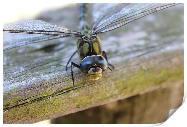 dragonfly happy face Print by DANIEL STOKES